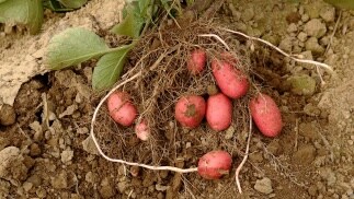 Monitoring Crop Health to Improve Potato Harvests