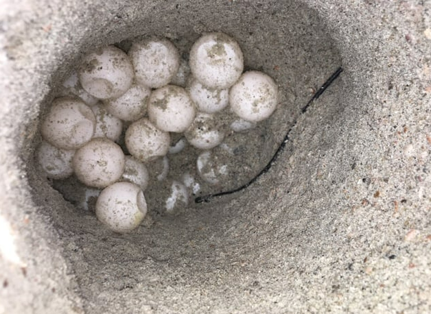 How GIS and GNSS Helps Protect Endangered Sea Turtles eggs