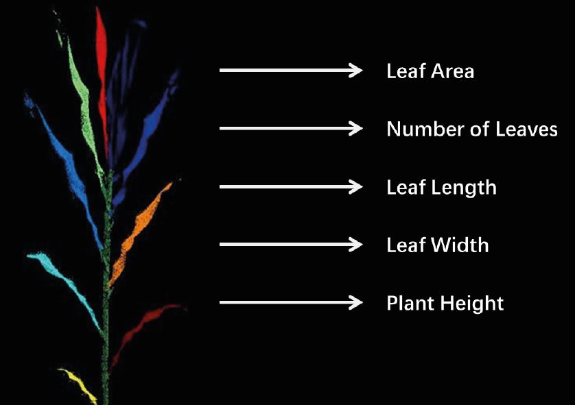 How to Manipulate and Generate Meaningful Geospatial Products From Point Cloud Data leaf data