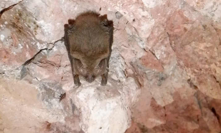 Using High-Accuracy GNSS in the Preservation of Bats bat hanging from ceiling