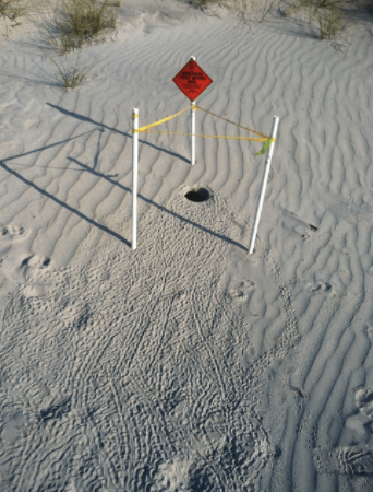 How GIS and GNSS Helps Protect Endangered Sea Turtles location mark