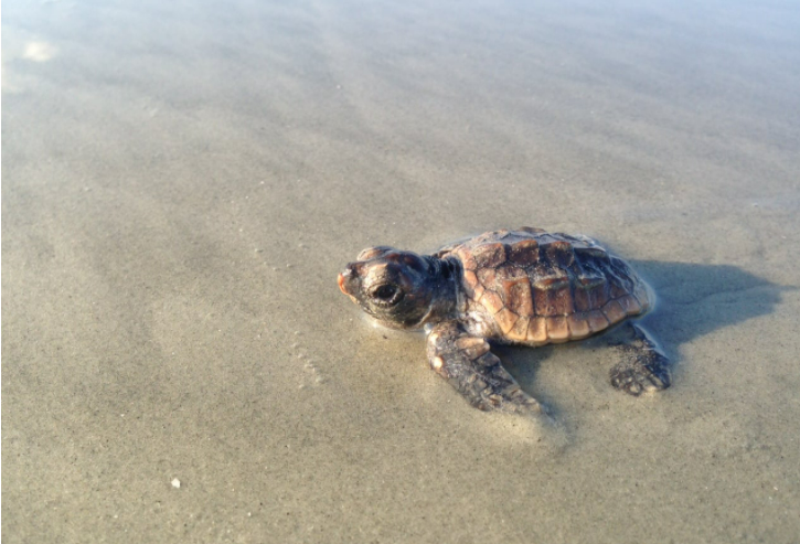 How GIS and GNSS Helps Protect Endangered Sea Turtles baby loggerhead