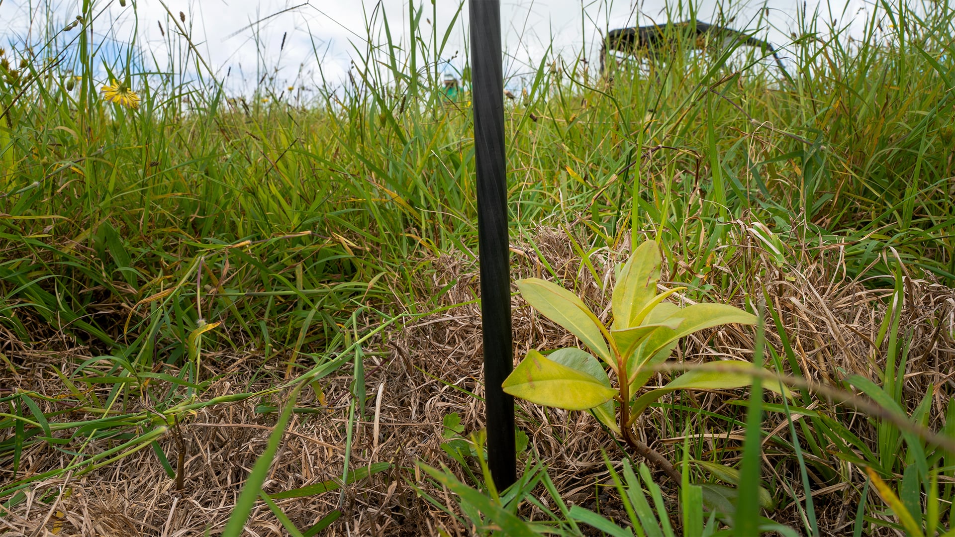 Using GNSS Receivers in Combatting Climate Change young kolea plant